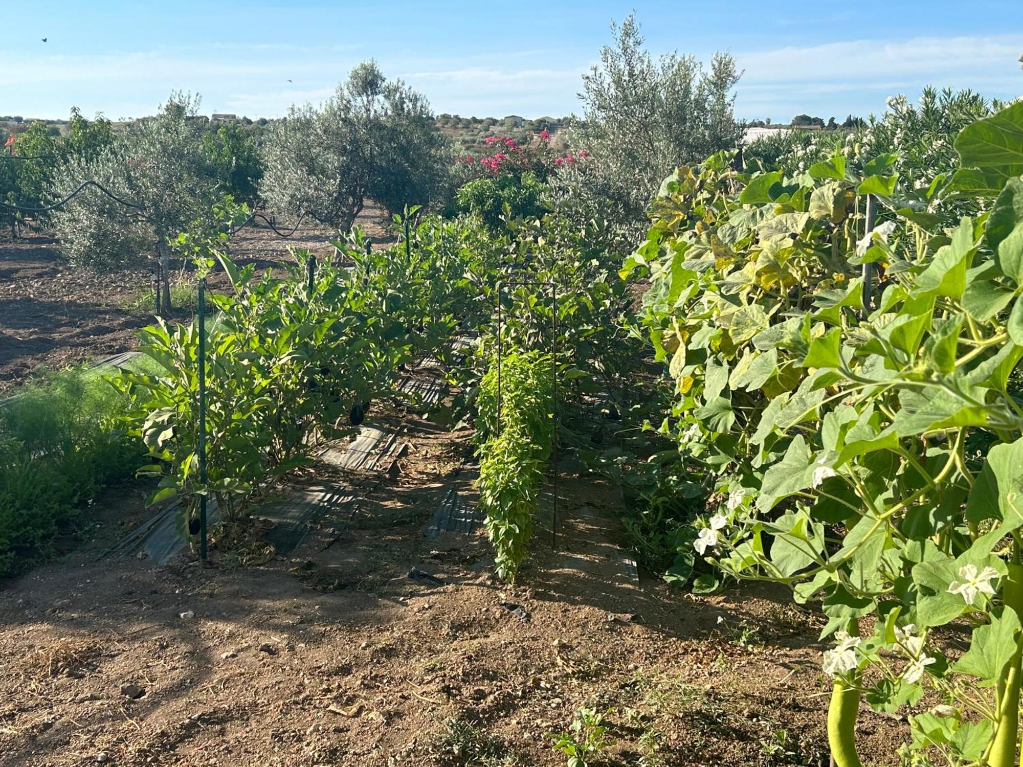 Baglio il Gelso e l'Ulivo appartamento il Carrubo Reitani Esterno foto