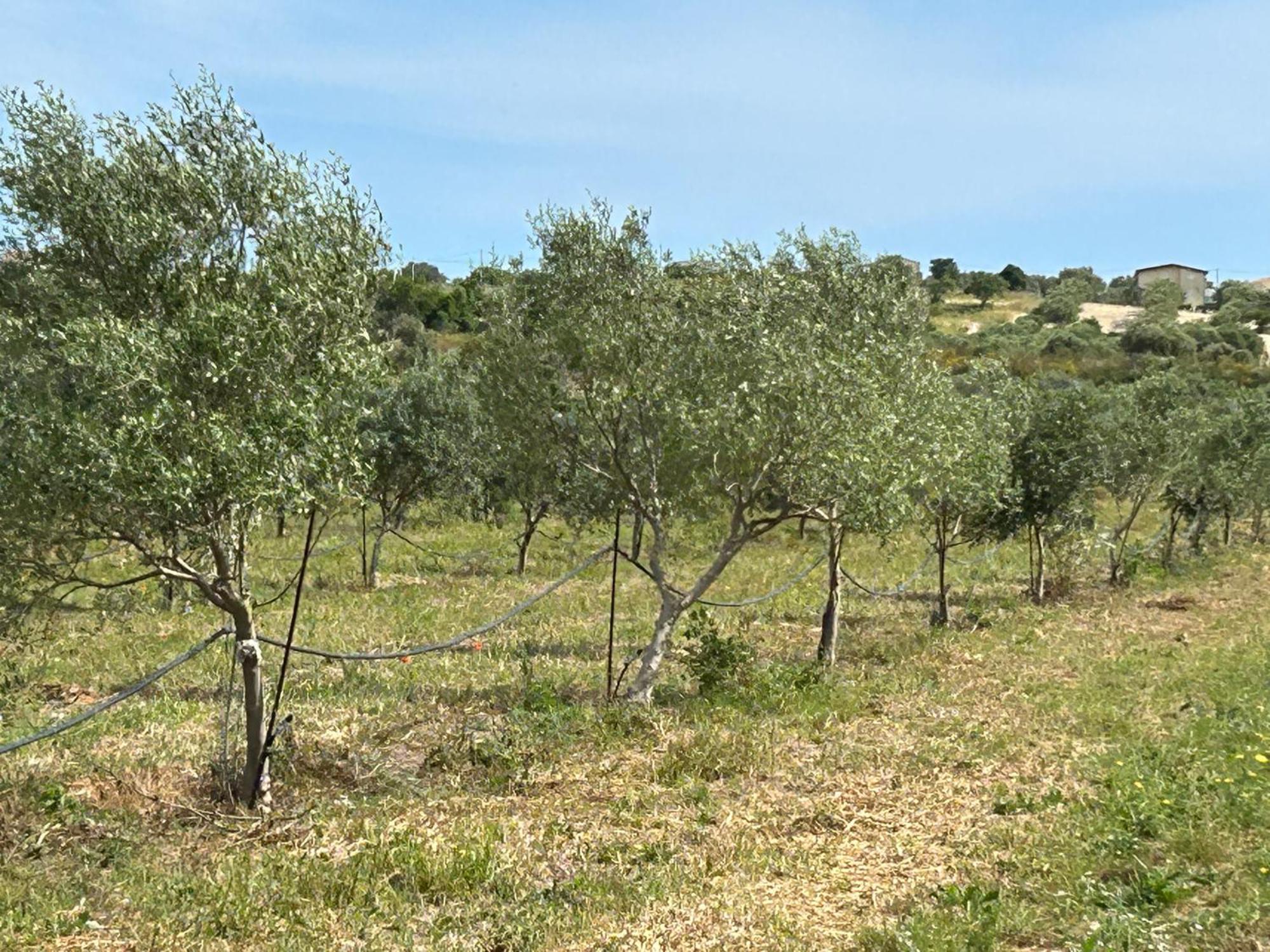 Baglio il Gelso e l'Ulivo appartamento il Carrubo Reitani Esterno foto
